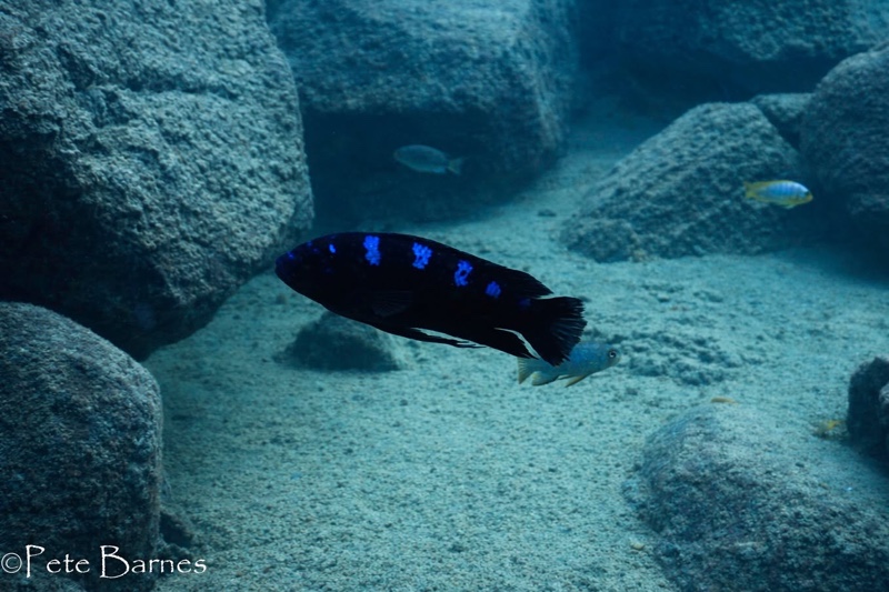 Pseudotropheus crabro 'Chizumulu Island'